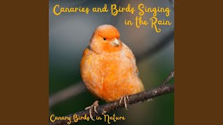 Wild Canaries in the Forest Rain screenshot 5