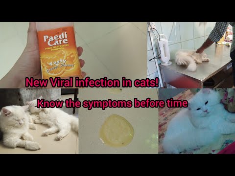 Video: Mad Itch' Pseudorabies Virus Infection Sa Cats