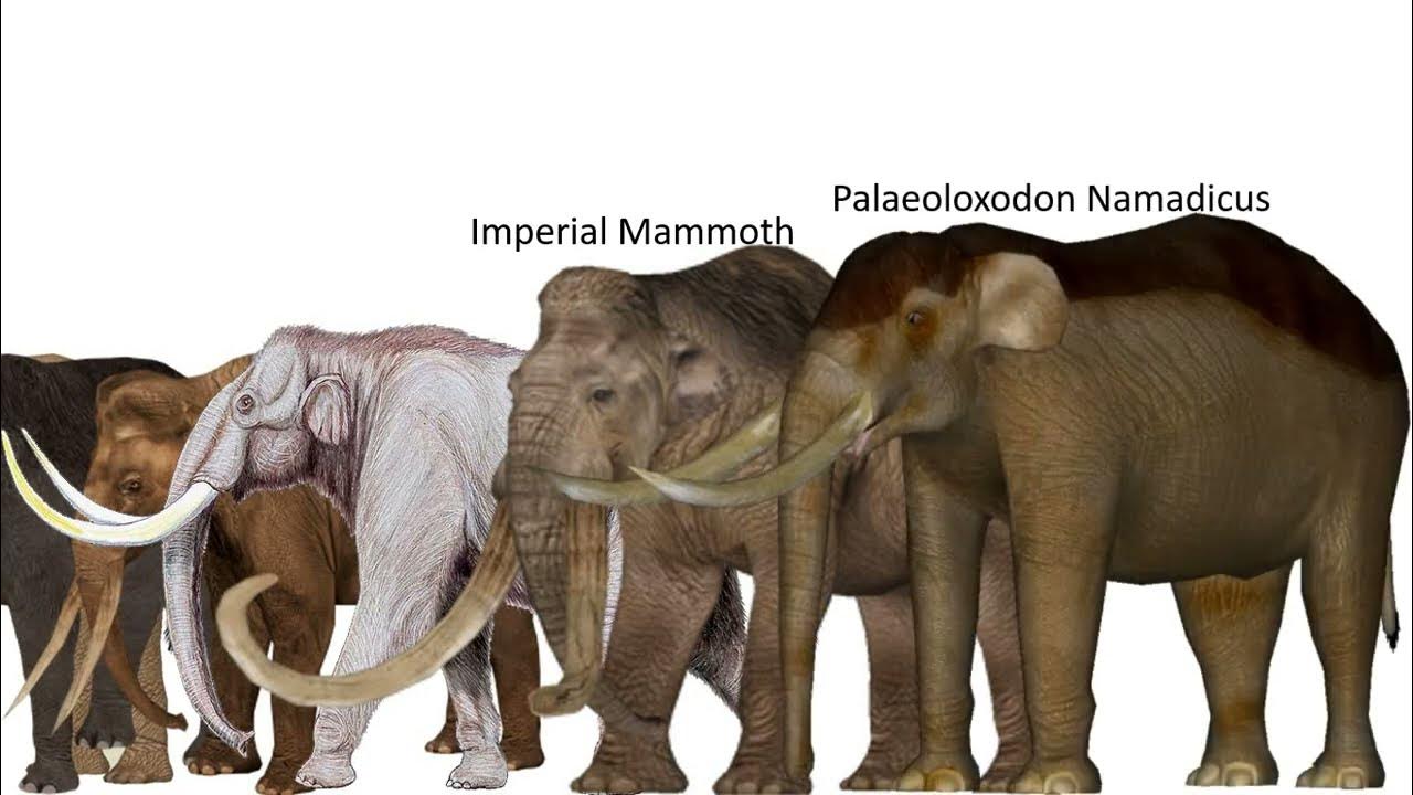 Elephants and Mammoths Size Comparison - YouTube