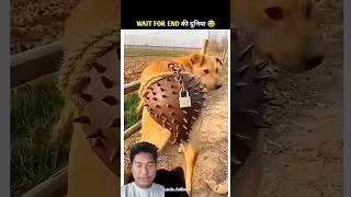 Security System: High Alert! 🔐🐕Aisa Protection Pehli Baar Dekha 🤣 #reactionvideo #shorts #viral
