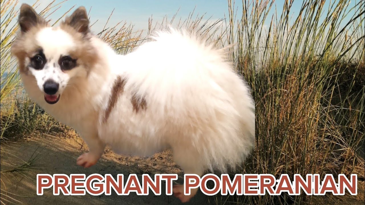 PREGNANT POMERANIAN DOG YouTube pregnant-pomeranian-dog-youtube