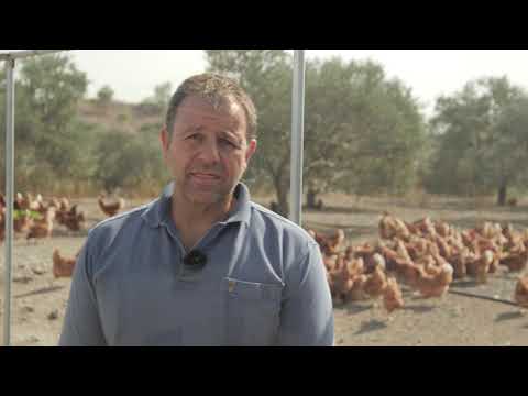 How to produce organic eggs - Η διαδικασία παραγωγής βιολογικών αυγών