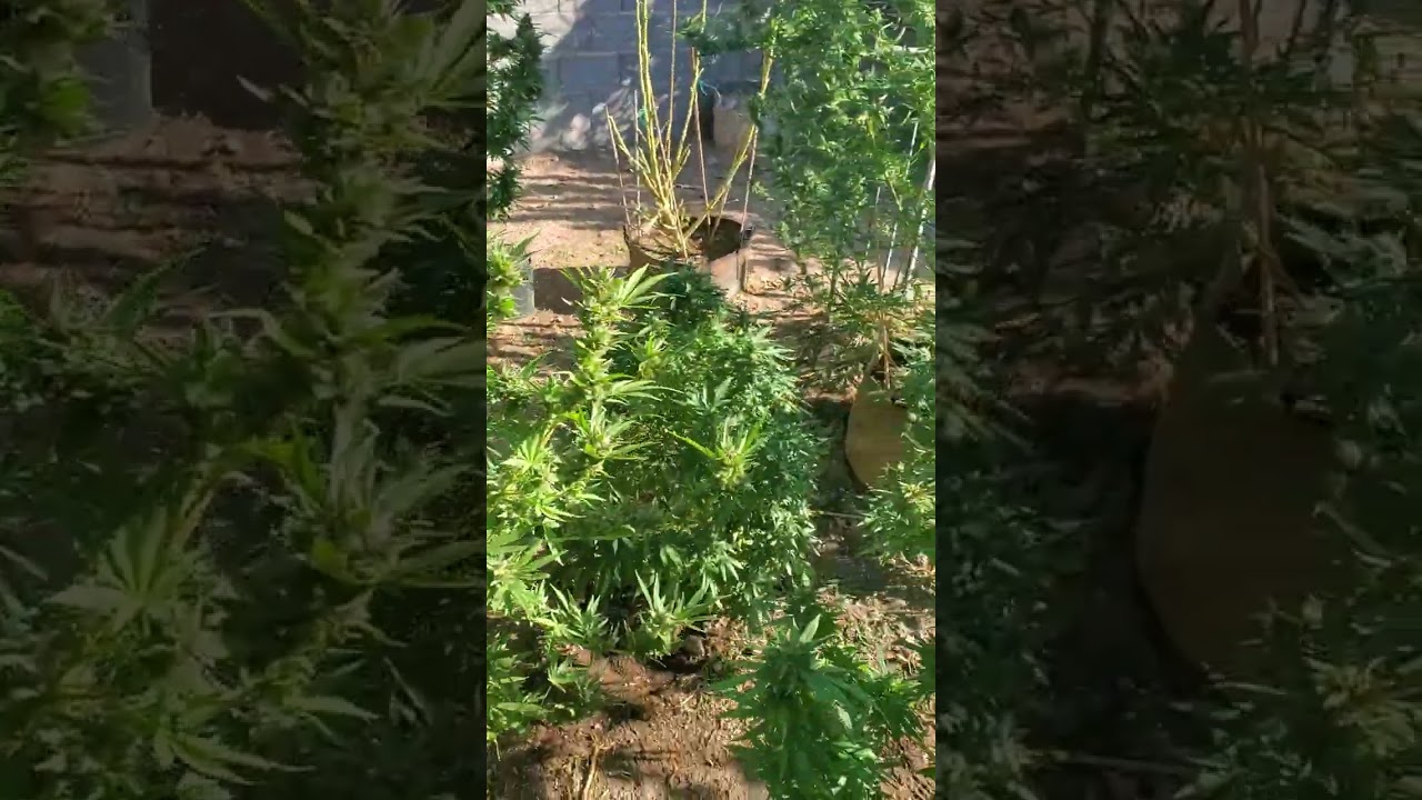 2022 outdoor desert grow Las Vegas organic flowers
