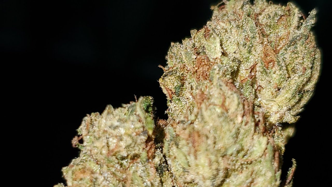 WIFI OG STRAIN WAKE AND BAKE STYLE