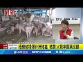 台中非洲豬瘟疫情