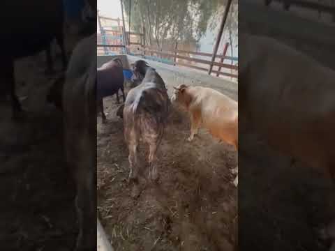 مزرعه الشروق عبسان الكبيره الاداره المزرعه موسى ابو قصي