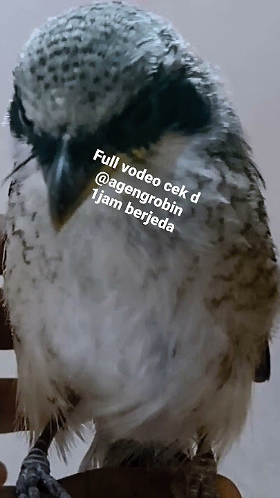 masteran cendet kolibri manggar betina