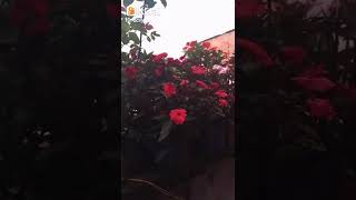 25 De Janeiro De 2022