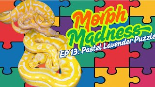 Celebrity MORPH MADNESS: PASTEL LAVENDER PUZZLE BALL PYTHON Net Worth