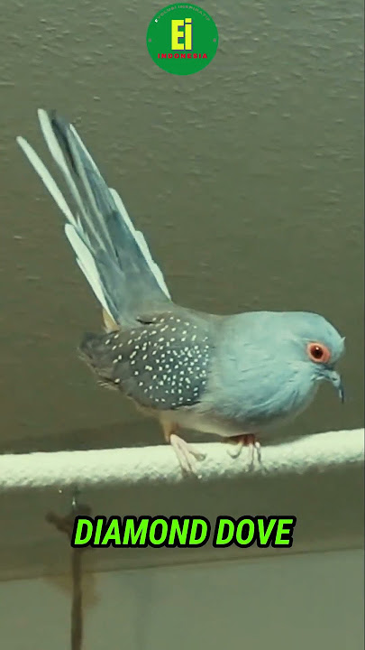 PERKUTUT BERLIAN AUSTRALIA BIRAHI | DIAMOND DOV #asmr #muraibatugacor #diamonddove