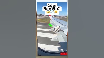 Crazy Cat on the Airplane Wing! ✈️🐱 | Unbelievable AI Animation