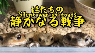 Silent War of Toads//蛙たちの静かなる戦争