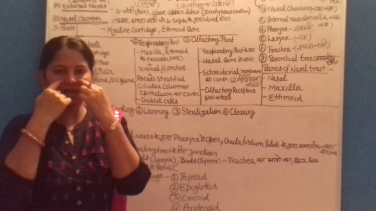 Respiratory system of human part -2 - YouTube