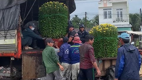 Hoa Cúc Đại Đóa Tết 2024 Ninh Hòa Khánh Hoà A Nhàn Khu T Tam Sư Tí Dãnh / 2 Thọ / Bé D 1M2 1M 90 60