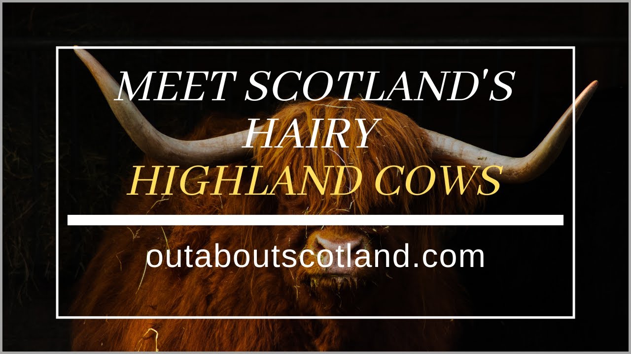 Meet Scotland's Hairy Highland Cows