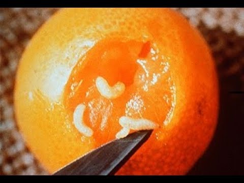 Как выглядит апельсин внутри