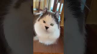 Cute Cat Compilation: Amazing Moments of British Shorthair and Russian Blue Cats!