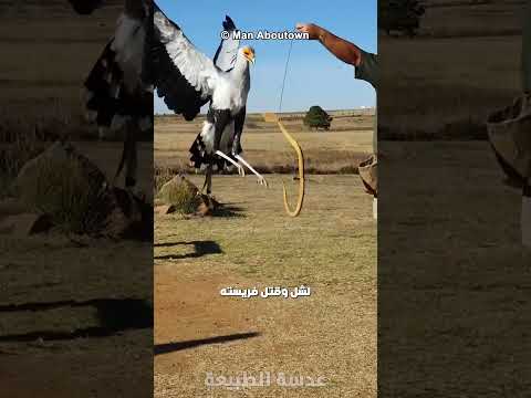طائر الكاتب الجمال المميت