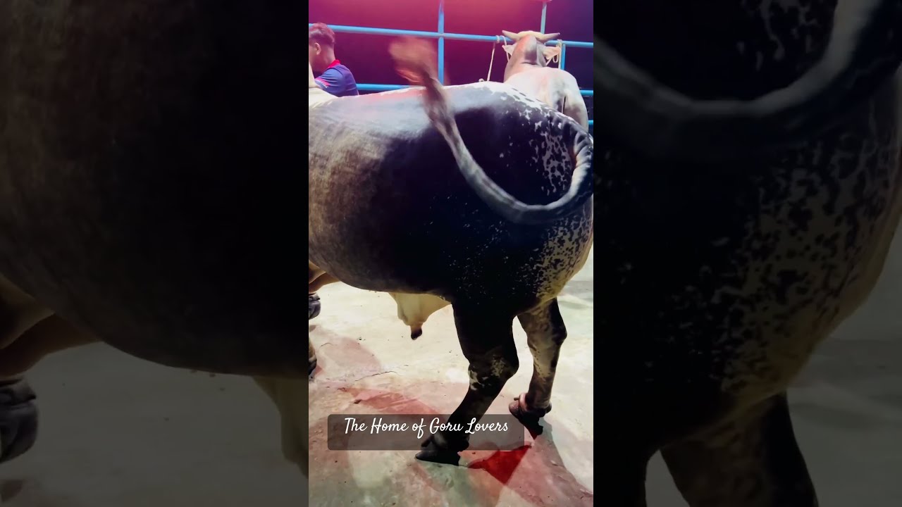 Superb Heavyweight Giant Hefty Pakhra Shahiwal Bull Showdown In Boshir Agro Sapi Cow