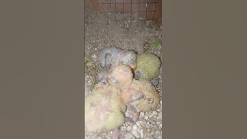 Java Finches Progress 🤩 Bachy he bachy 😍 | #birds #shorts #reels #viral #trend #video #foryou #BG