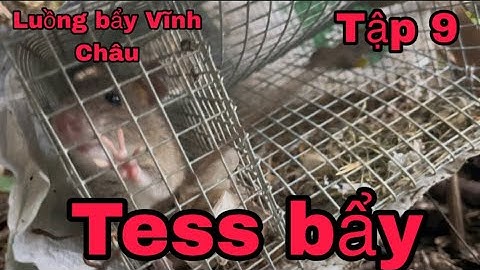 #215 Tess bẩy chuột nhốt ngăn ngoài luồng bẩy Vĩnh Châu @huunghivlog