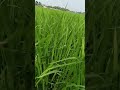 বিডিওরশেশেমজাবাই#funny #funny #viral #news