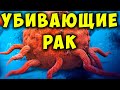 Рак Умирает, когда вы Едите эти 15 продуктов! Продукты Против Рака