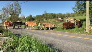 WED MAY 8th, 2024 leading the cows to pasture after milking #localfood #farming #smallbusiness #milk