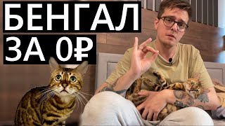 Бенгальский котёнок с авито за БЕСПЛАТНО! #бенгал #кот #покупки