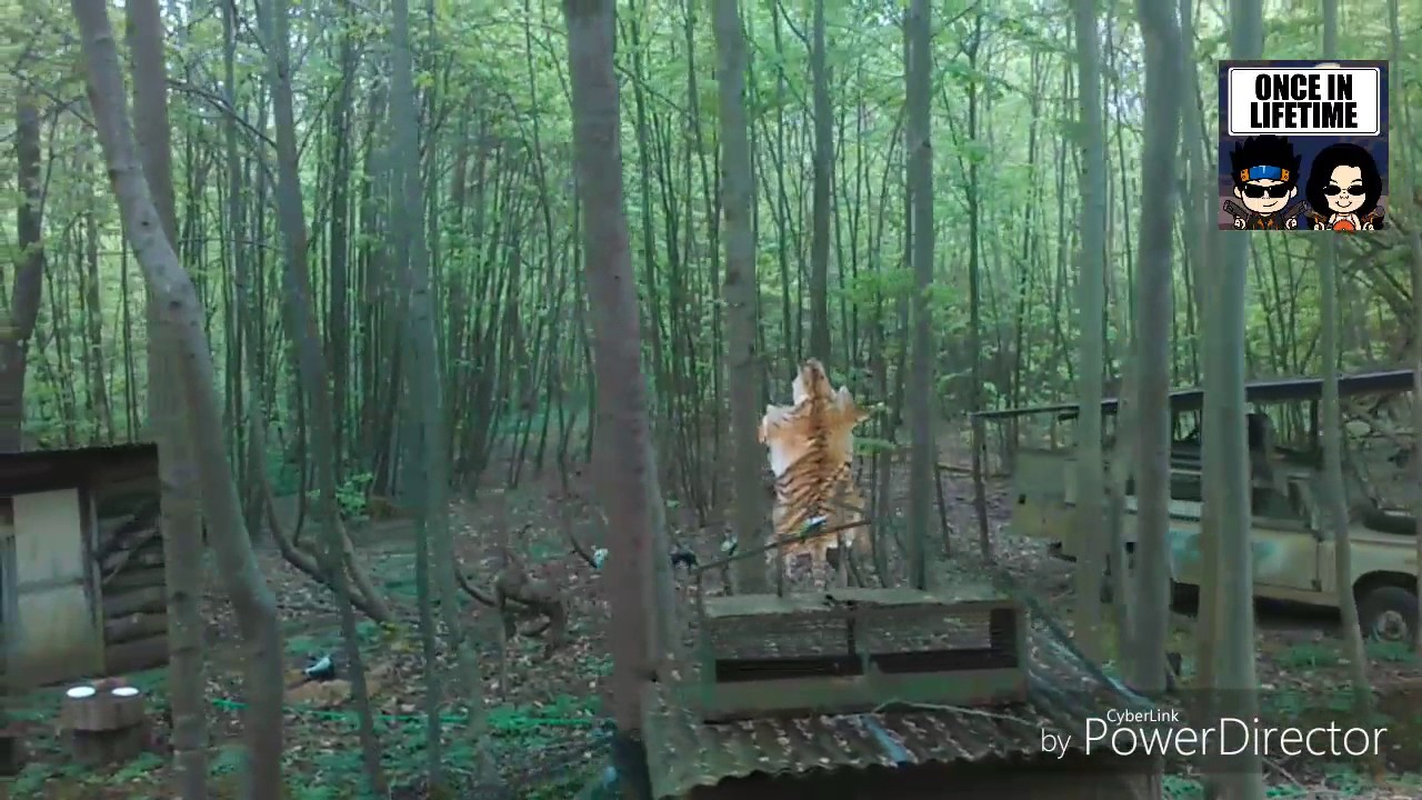 Visite au train dans parc des felins . YouTube Visite au train dans parc des felins . YouTube