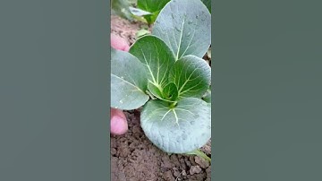 pick vegetables with sharp scissors #shorts