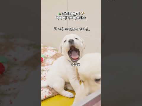 안내견학교에서 크리스마스 선물이 도착했습니다🎁