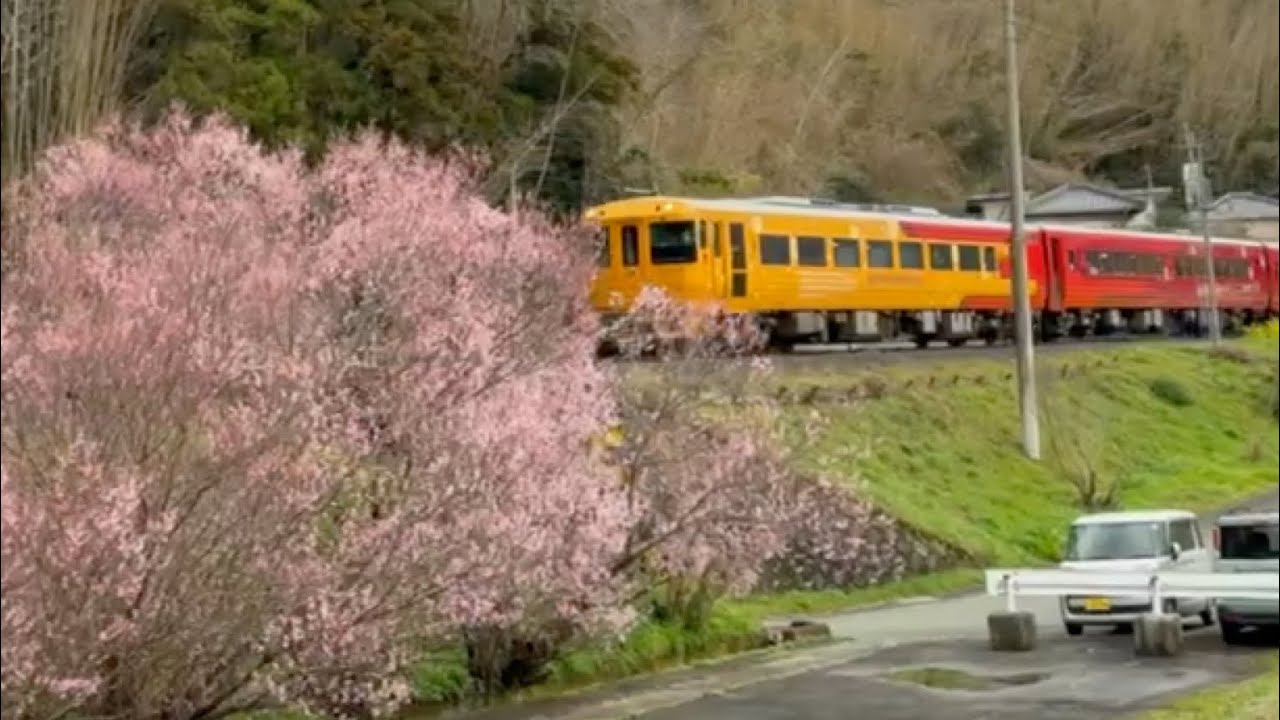 2025/03/16 タカユキザクラ満開！ 愛ある伊予灘線を走る伊予灘