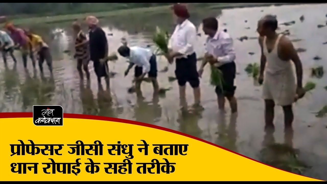 employment news tamilnadu प्रोफेसर जीसी संधु ने बताए धान रोपाई के सही तरीके II Paddy II Transplanting