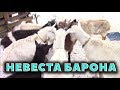 Невеста для Барона. Козьи свадьбы