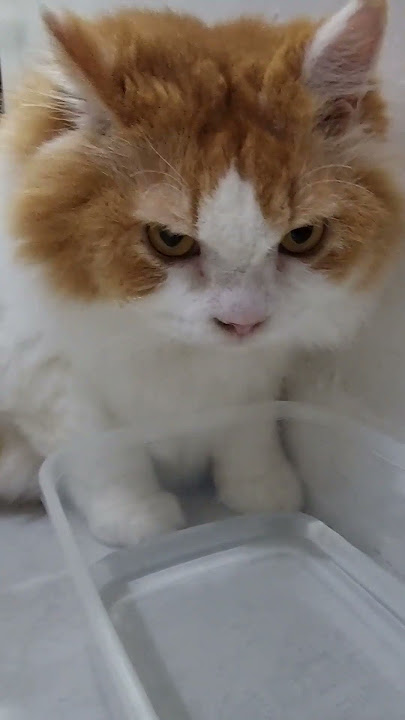 Chiko is thirsty and wants to drink water😹 #trending #cat #funnyvideos #cat #pet #animal #chiko #...