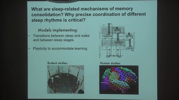 06) Differential Roles of Sleep Spindles and Sleep Slow Oscillations in Memory Consolidation
