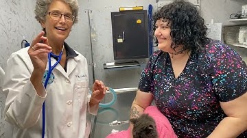 how  to give a cat a pill low stress way