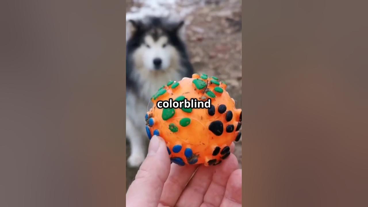 Can #Dogs See #Color? #facts Can #Dogs See #Color? #facts