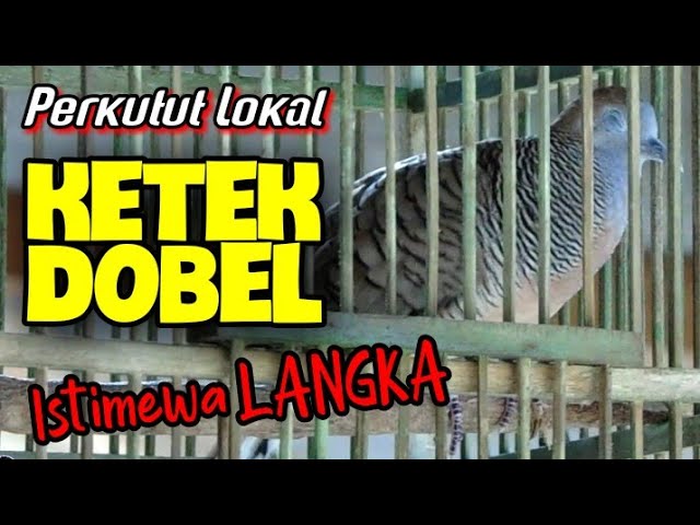 Perkutut Suara KETEK DOBEL Super Langka ‼️ Di MAHARKAN ‼️ Masih Anget Monggo Di Sikattt class=