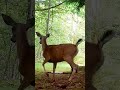 Bear Attacks Deer And BABY 