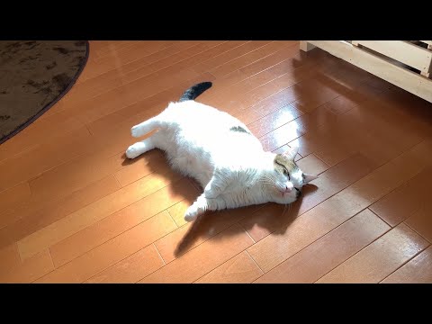 野生を忘れて冬でも落ちている猫