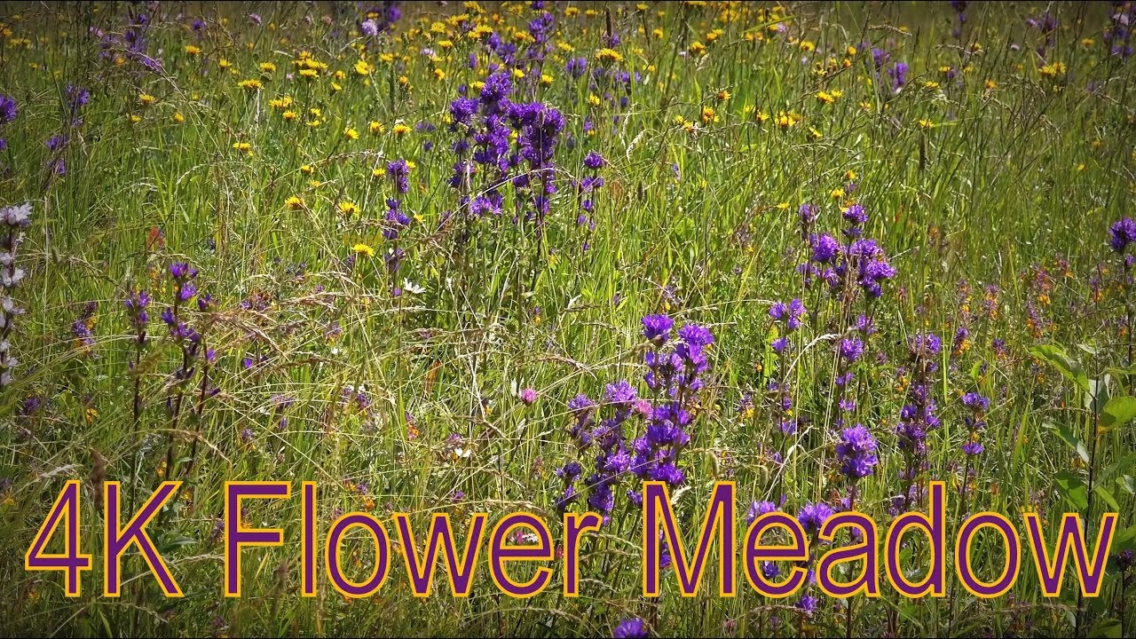 Lovely Flower Meadow & Sounds of grasshoppers, bees, flies and  birds 4K - kukkaniitty