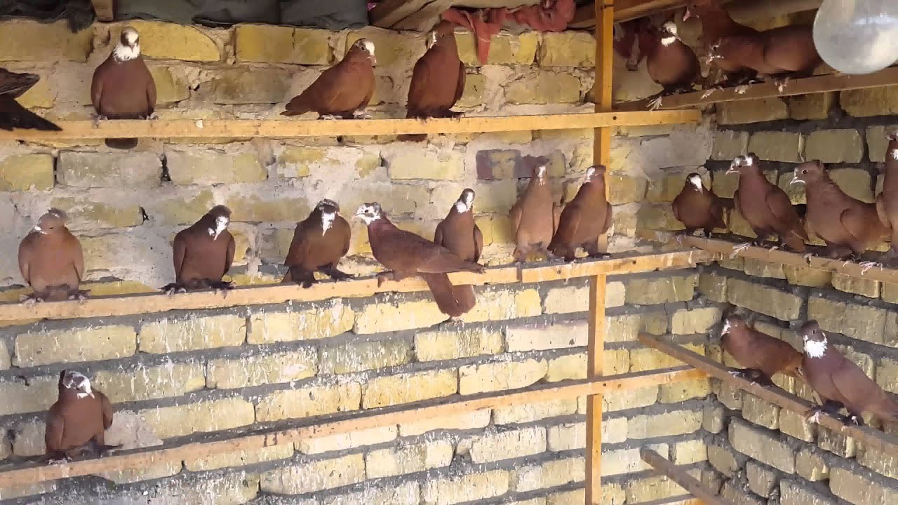 طيور كاظم ابو الطاطلي احلى حمر