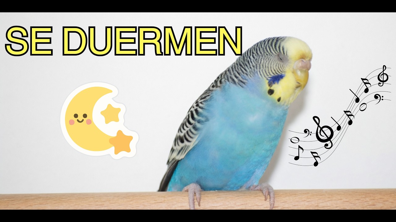 Calma a tu periquito/budgie con esta melodía