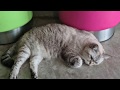 8K My Lovely Cat In 8K 8K My Lovely Cat In 8K