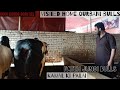 Visited Home Qurbani Bulls 2026 Heavy Fateh Jungi Donda Beauties Barkamandi Bulls Sherali Goviral 