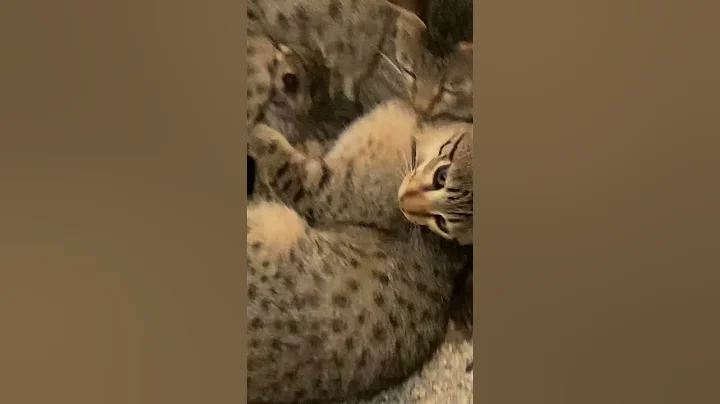 Video 8819461: savannah cats kittens, big savannah cat, cat mom kitten