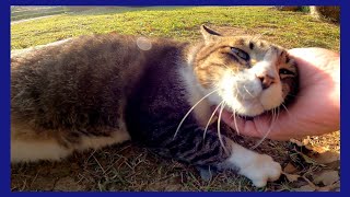 夕方の公園で出会った野良猫、ナデナデするとゴロンゴロンと転がって喜んだ