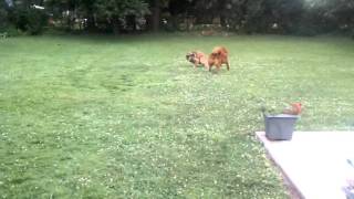 JMonkey & Java Playing Hard